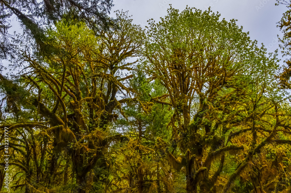 Epiphytic plants and wet moss hang from tree branches in the forest in Olympic National Park, Washington Epiphytic plants and wet moss hang from tree branches in the forest in Olympic National Park, Washington