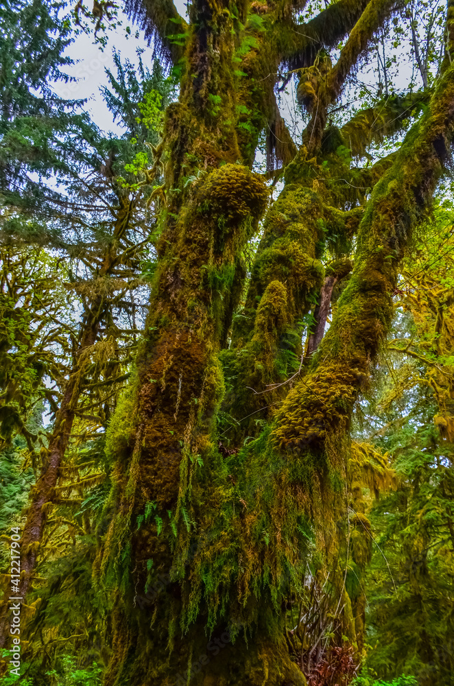 Fototapeta premium Epiphytic plants and wet moss hang from tree branches in the forest in Olympic National Park, Washington