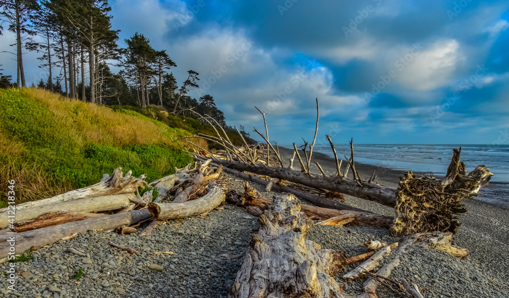 Trunks of fallen trees at low tide on the Pacific Ocean in Olympic, National Park, Washington Trunks of fallen trees at low tide on the Pacific Ocean in Olympic, National Park, Washington
