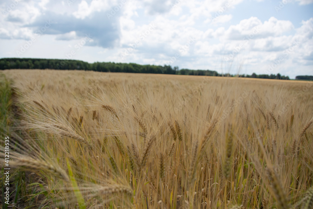 Obraz premium field of wheat