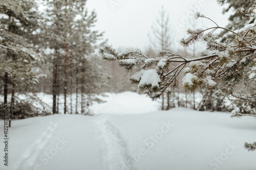 the background of a winter forest  a landscape of fir trees strewn with white snow  an empty road among deep snowdrifts in a blizzard