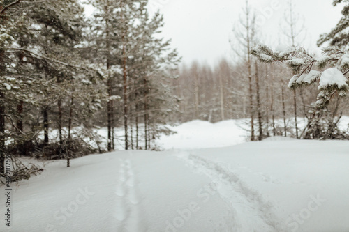 the background of a winter forest, a landscape of fir trees strewn with white snow, an empty road among deep snowdrifts in a blizzard © evgavrilov
