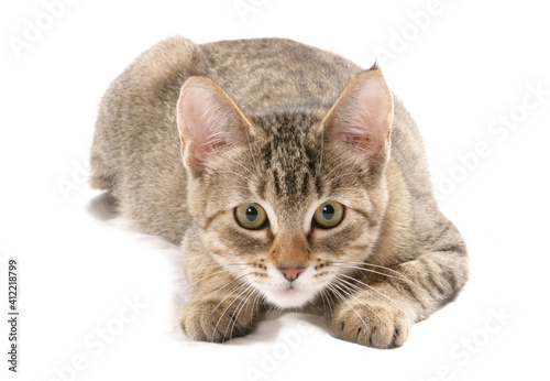 Bilde på lerret pixie bob cat