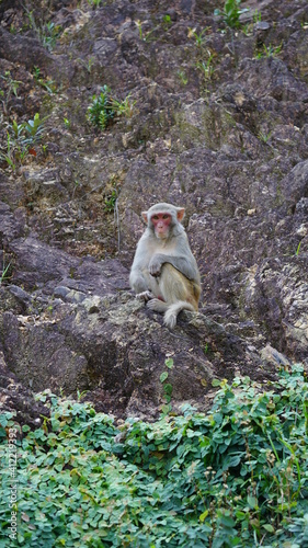 a macaque sitting on a rock, Monkey Mountain, Son Tra Peninsula, Da Nang, Vietnam, February © Miriam