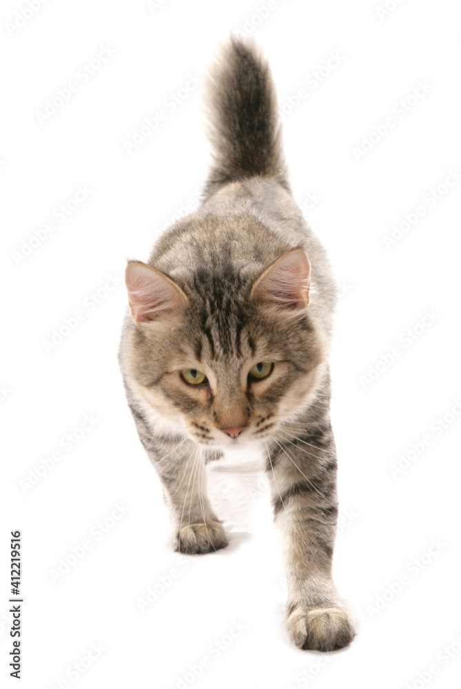 Obraz premium pixie bob cat