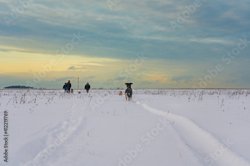 Black puppy with red collar in snowy field stands and looks far at people with another dogs. Winter dog walking.