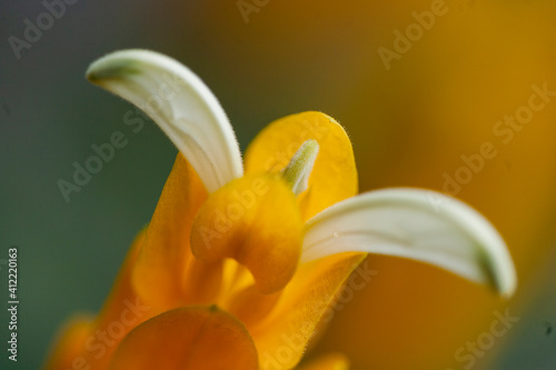 Pachystachys lutea oder auch Goldähre - Lolipop Plant