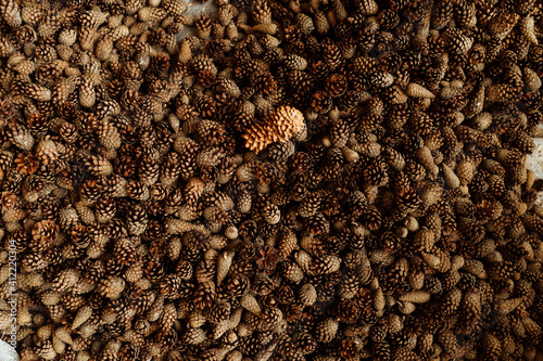Bilde på lerret lots of fir and pine cones, background texture uniform pattern of coniferous con
