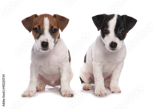 Jack Russell Puppies