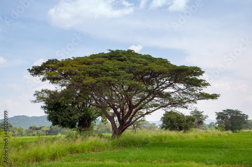 landscape Sri Lanka