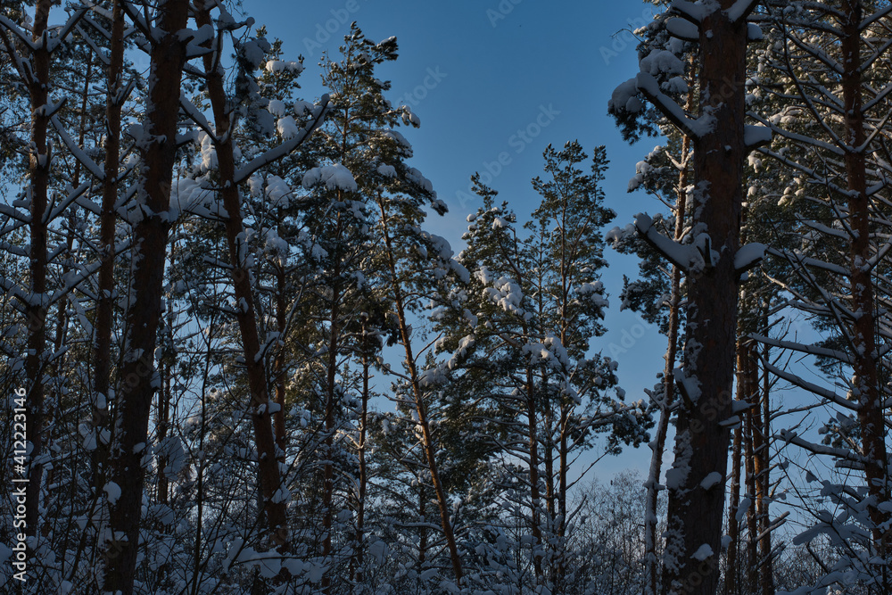 Winter landscape of a pine forest, snow-covered deciduous undergrowth in the shade of pines and in backlight, but green-white crowns of pine trees in sunlight against a blue sky. Winter landscape of a pine forest, snow-covered deciduous undergrowth in the shade of pines and in backlight, but green-white crowns of pine trees in sunlight against a blue sky.
