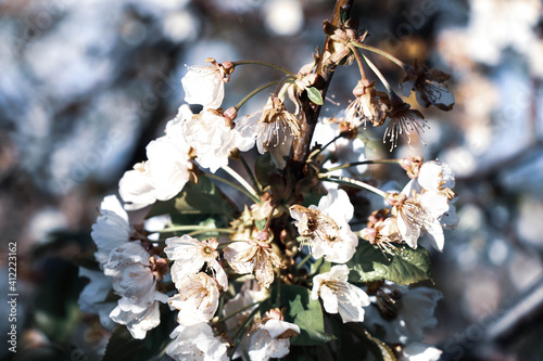 Flor de cerejeira em Portugal photo