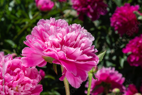 Pale pink peonies on a background of green leaves.