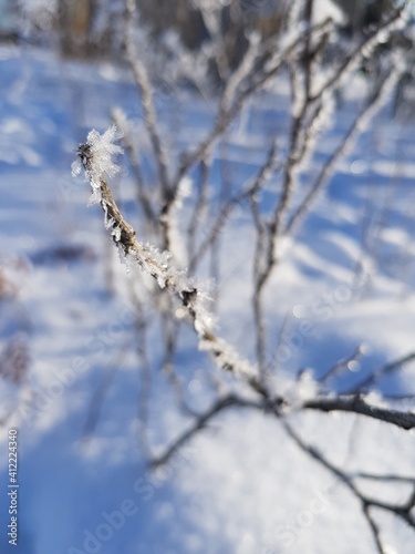 A tree branch covered with icy frost