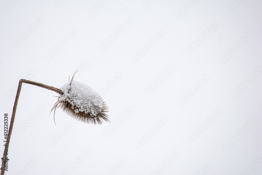Distel im Schnee