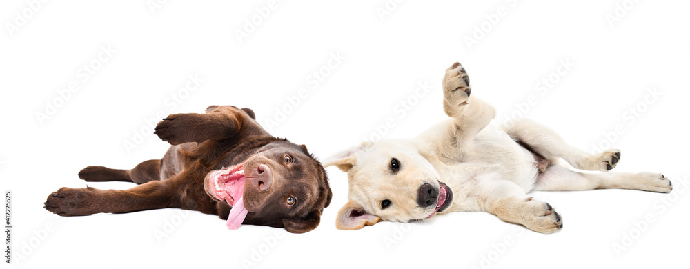 Two funny cute labrador puppies lying isolated on white background
