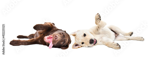 Two funny cute labrador puppies lying isolated on white background