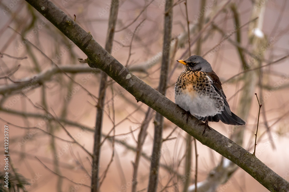 Fieldfare (Turdus pilaris) in Winter Fieldfare (Turdus pilaris) in Winter