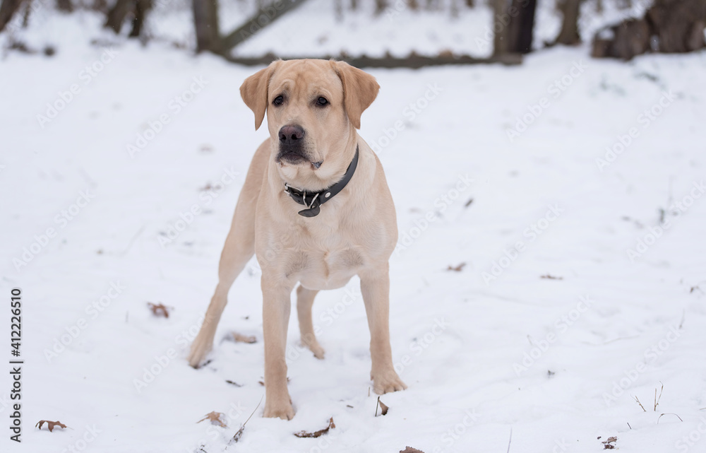 Labrador Retriever dog in the snow