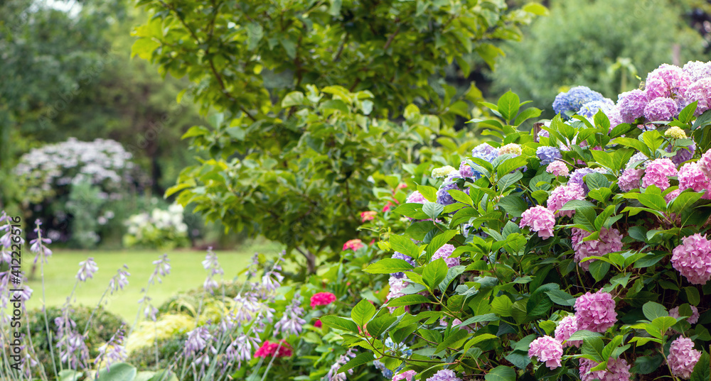 Obraz premium Gartenhintergrund in Panoramaformat mit bunten Hortensien - Gartenzeit, Pflanzzeit