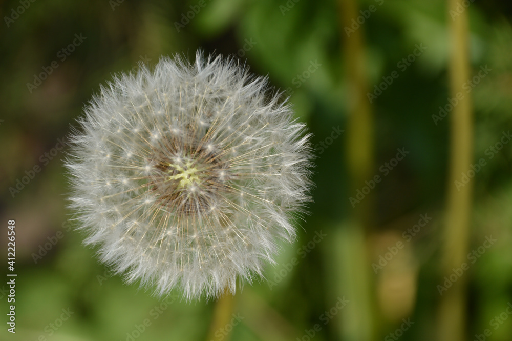 The dandelion is waiting for the wind to blow The dandelion is waiting for the wind to blow