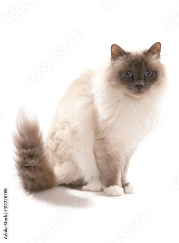 Birman Cat