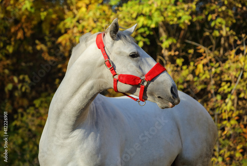 White horse into forest ranch in autumn evening 
