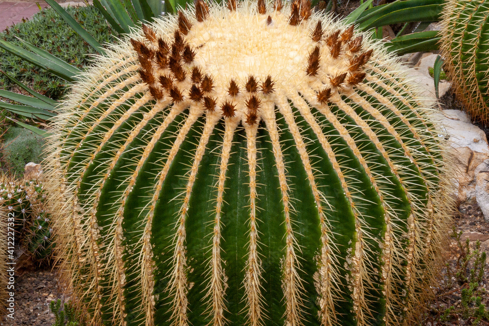 Stacheliger Schwiegermuttersitz - Echinocactus grusonii Stacheliger Schwiegermuttersitz - Echinocactus grusonii