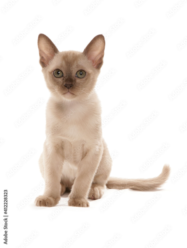 Burmese Kitten