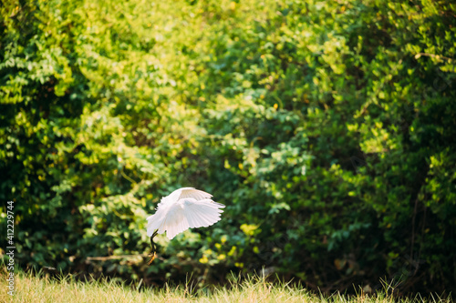 Goa, India. White Little Egret Landing On Grass photo