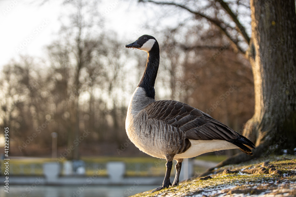 Fototapeta premium canadian goose on the shore