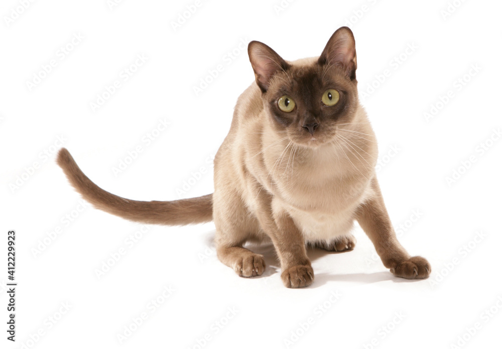 Burmese Cat