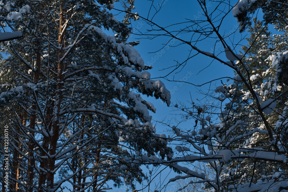 A landscape of a snow-covered pine forest against a bright blue sky and in the rays of the low winter northern sun. A landscape of a snow-covered pine forest against a bright blue sky and in the rays of the low winter northern sun.