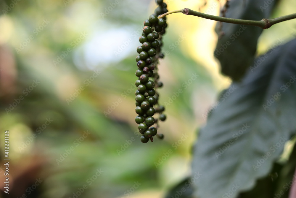Indian pepper plant unripe berries in southern Karnataka. Green pepper plant which is unripe in its plant.