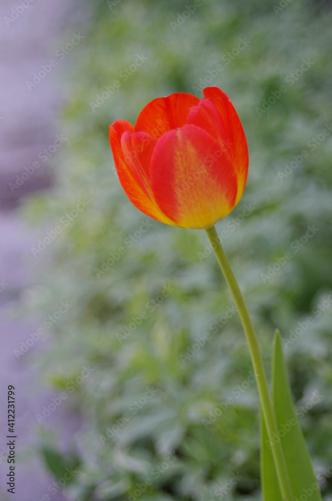 orange and yellow spring tulip on light green background orange and yellow spring tulip on light green background