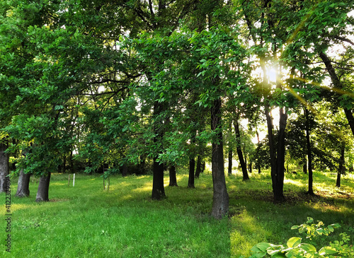 Beautiful green forest  sun rays through the trees.