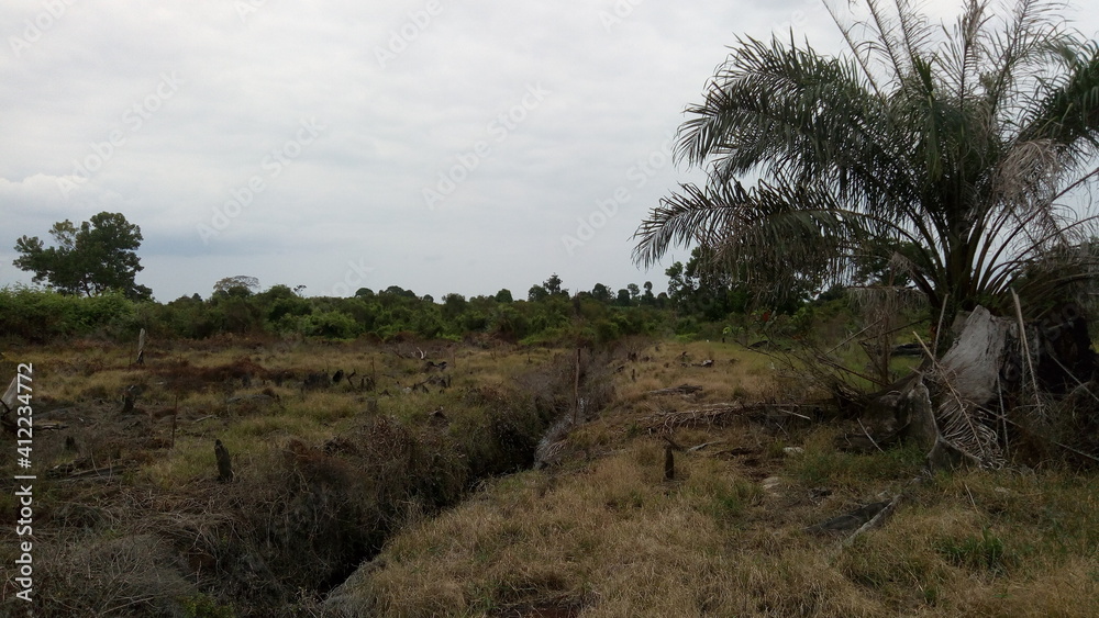 Cleared the land, landscape and a tree of Palm Oil