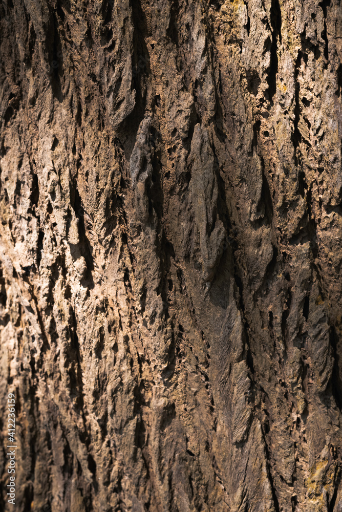 Closeup trunk tree,show detail and surface of old peel, Closeup trunk tree,show detail and surface of old peel,