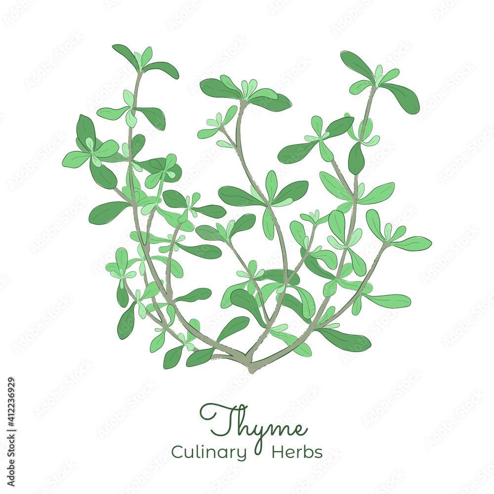 Hand Drawn Picture of Thyme or Thymus Vulgaris Hand Drawn Picture of Thyme or Thymus Vulgaris