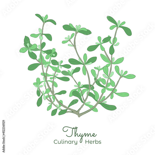 Hand Drawn Picture of Thyme or Thymus Vulgaris