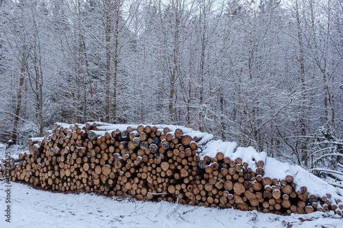 Holzwirtschaft: Ein großer Haufen mit Baumstämmen im Wald im Winter mit Schnee - auf den Stämmen sind blaue Markierungen der Fortwirtschaft angebracht - dahinter verschneite Bäume