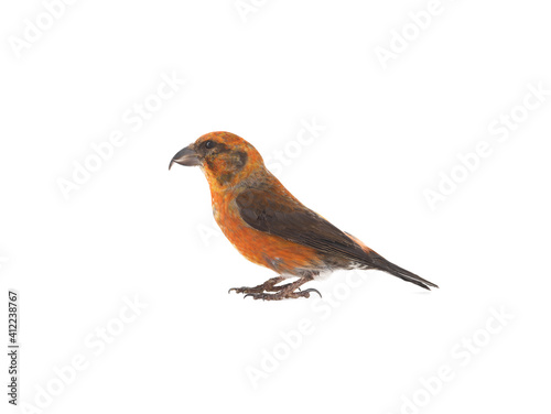 male red crossbill isolated on white background, studio shot © fotomaster