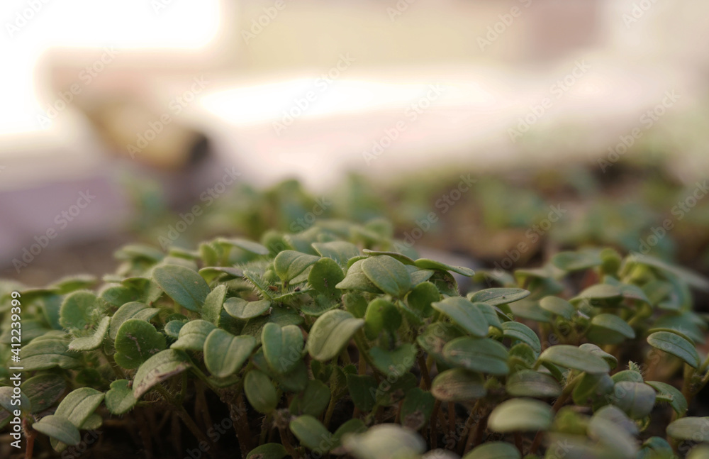 Fototapeta premium young seedlings