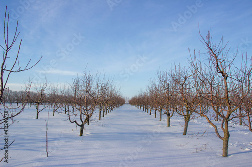 Winter apple orchard. Bare trees in the snow.