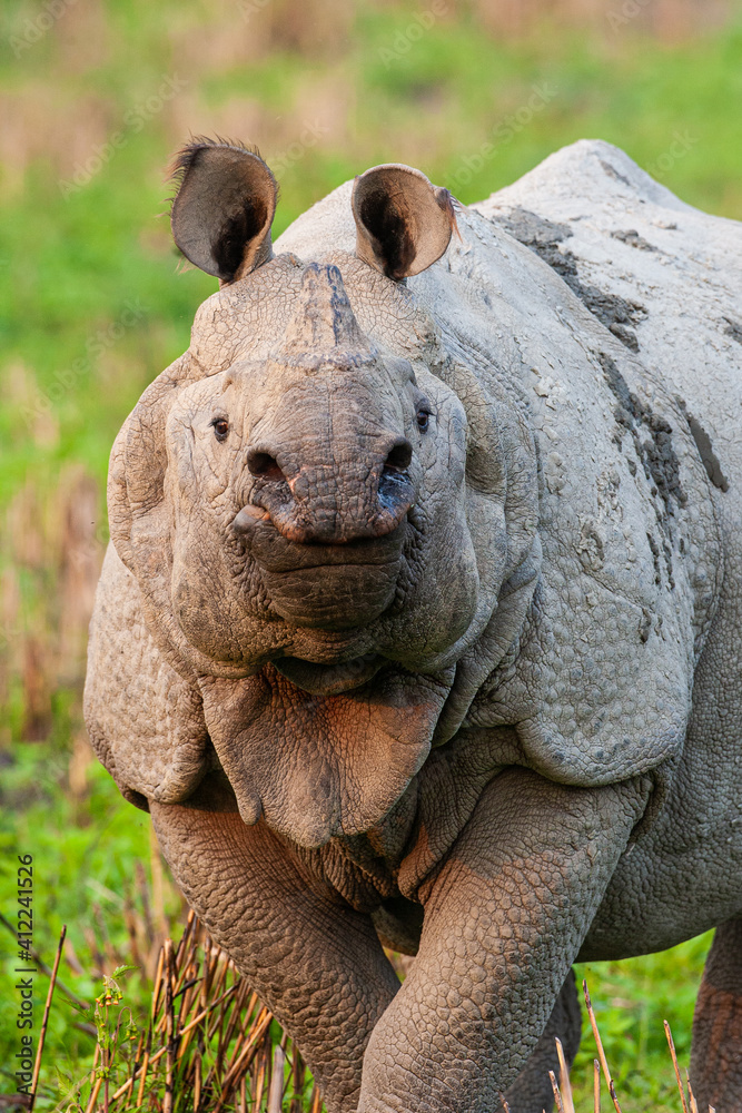 Obraz premium Indian Rhinoceros approaching the jeep to see if we're a threat