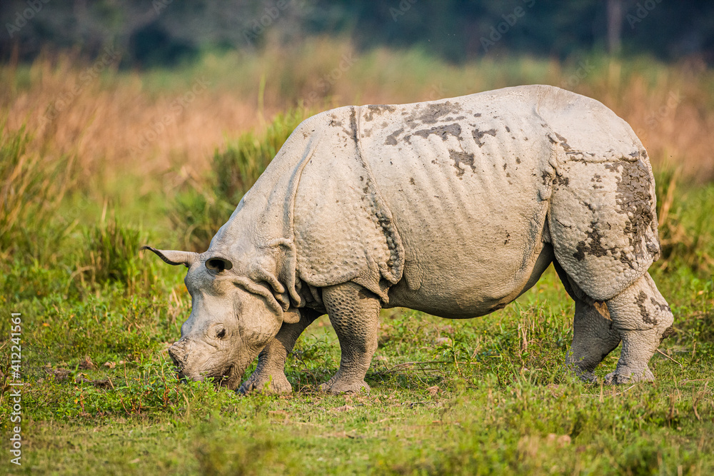 Greater one-horned Rhino grazing in the grasslands Greater one-horned Rhino grazing in the grasslands