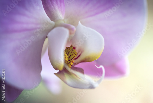 Blooming purple orchid flower. Phalaenopsis. Closeup. Macro view