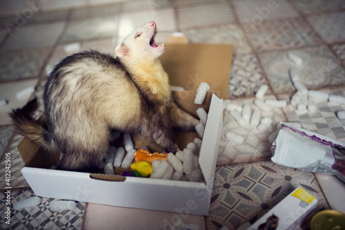 Young ferret plays in the play box. Curious animal pet in home with toys