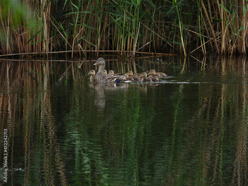 duck with ducklings duck with ducklings
