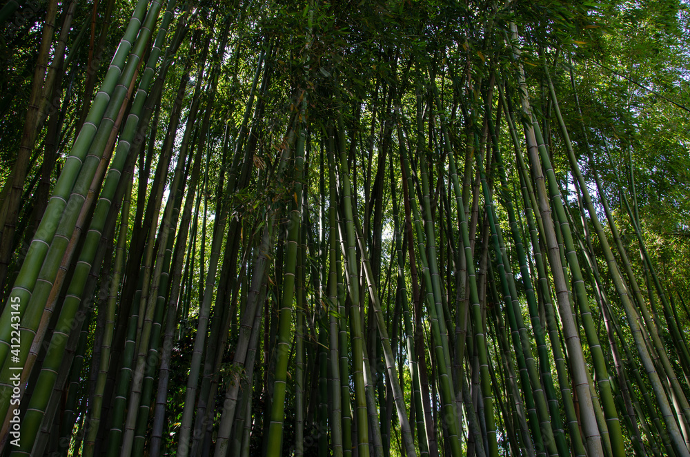 green bamboo forest